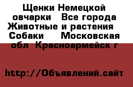 Щенки Немецкой овчарки - Все города Животные и растения » Собаки   . Московская обл.,Красноармейск г.